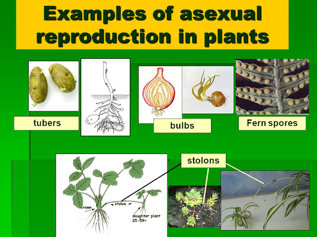 MY ENGLISH AND SCIENCE : PLANT REPRODUCTION