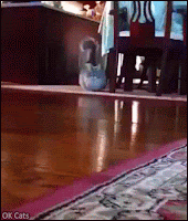 Cute Cat GIF • Munchkin Cat with huge tail walking in a funny way in the living room [ok-cats.com]
