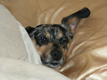 SLEEPING PRINCESS PUPPY