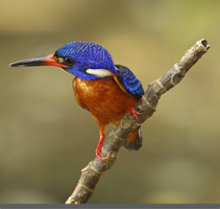 burung raja udang makan apa saja