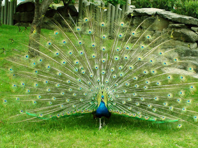 Ltest HD Wallpaper peacock | peacock HD Wallpapers | peacock  hd Pics |  Download pecock Pictures Desktop | peacock hd picture | Latest peacock Wallpapers | peacock hd  Stock Photos |  peacock hd Wallpapers, Pictures and Desktop Backgrounds | peacock  hd Photos | HD Wallpaper birds | peacock birds full hd wallpaper