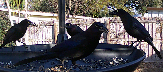 Steve of the Jungle's Wild Backyard Kingdom