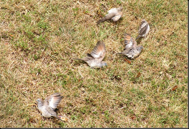 doves (3)