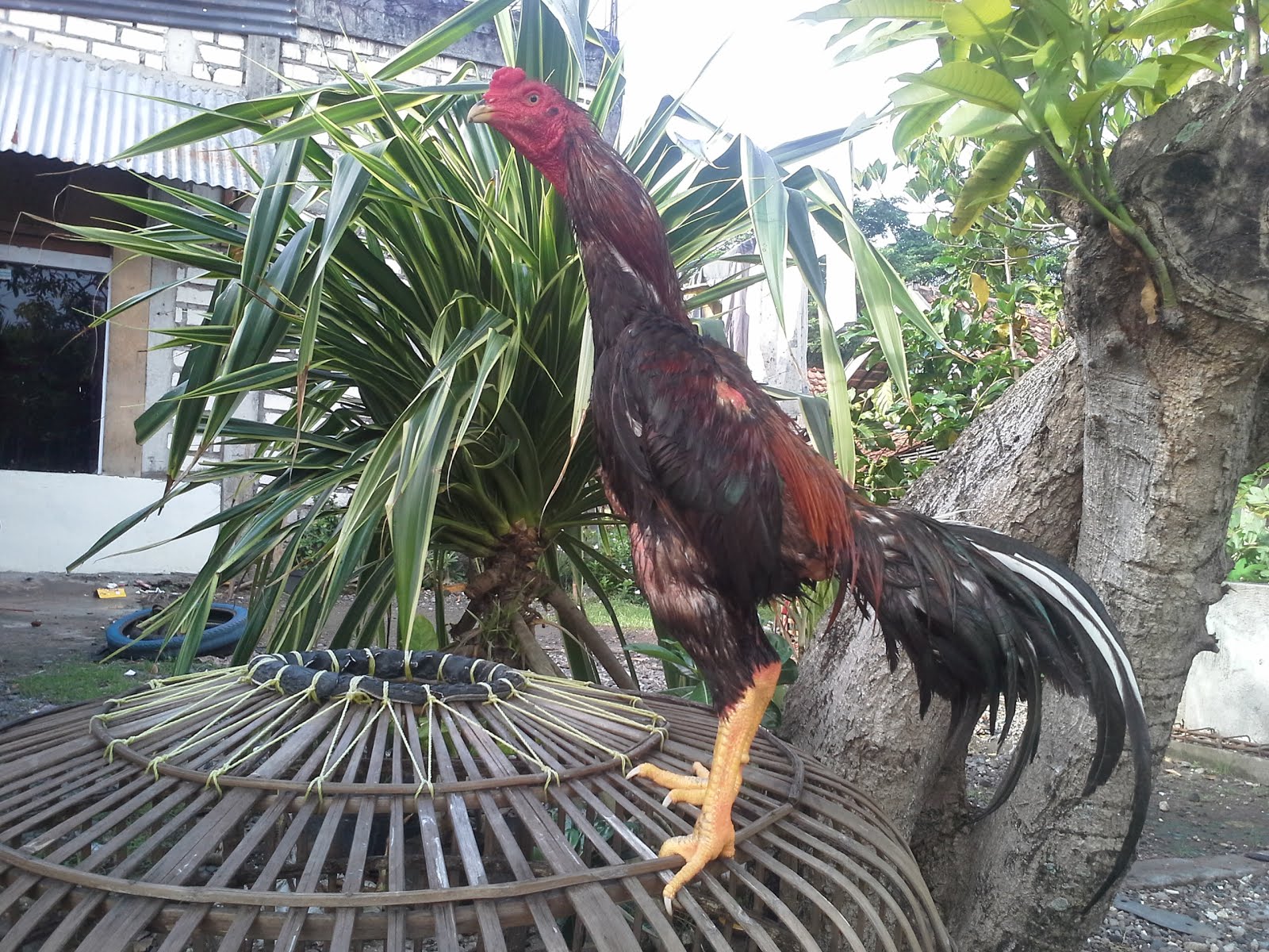 salah satu Ayam aduan hasil persilangan antara Ayam BANGKOK dan Ayam ...