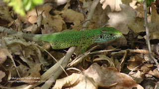 Lacerta viridis viridis male DSC103784