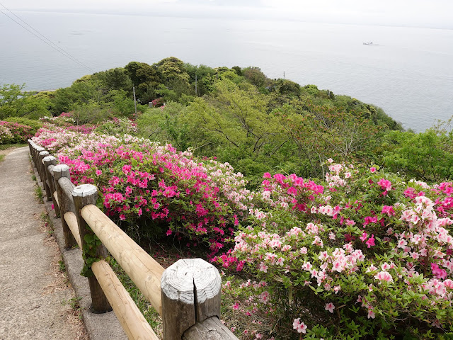 島根県松江市美保関町美保関　五本松公園　ツツジ（躑躅）