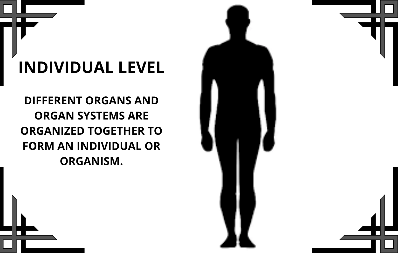 levels of organization