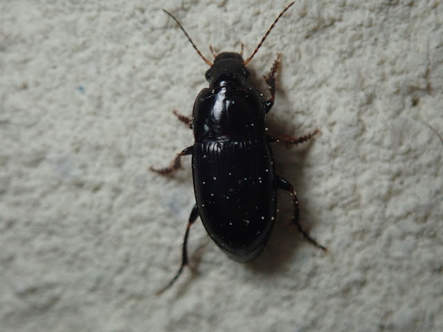 Harpalus dimidiatus