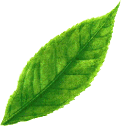 Green Tea Leaf