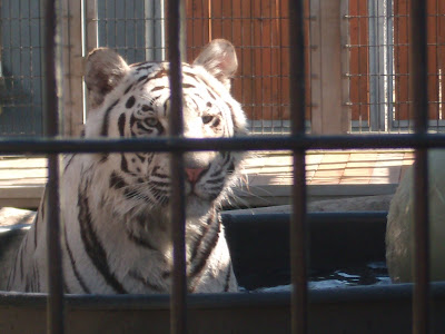 a white tiger cub,