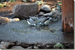 campground birds