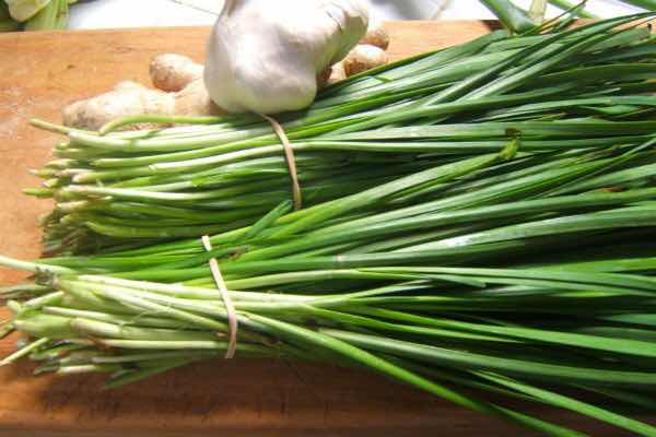 Daun Kucai