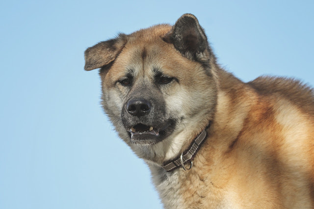 10-Scariest-Looking-Dog-Breeds