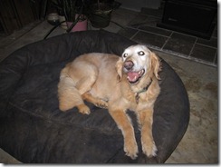 Mattie Ann - a gentle soul!