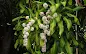 Dracaena massangeana - Mass cane care