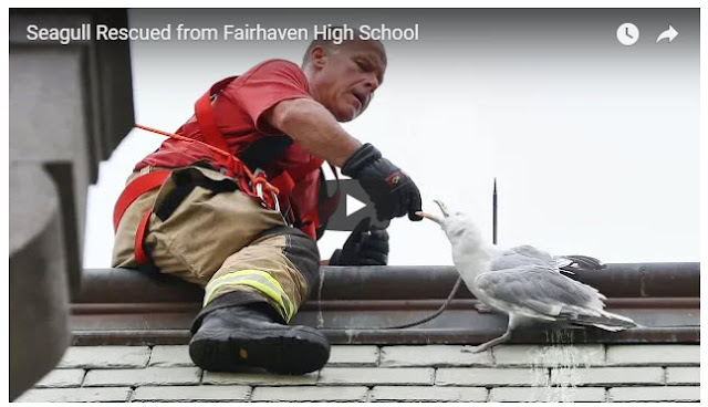 Firefighters rescue seagull with impaled wing on school roof