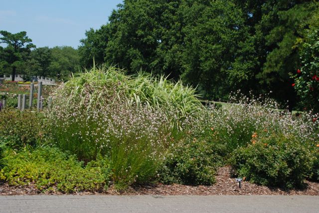 Some Miscanthus and Gaura planted along the edges of the rose garden... perhaps they will invade it someday? :)