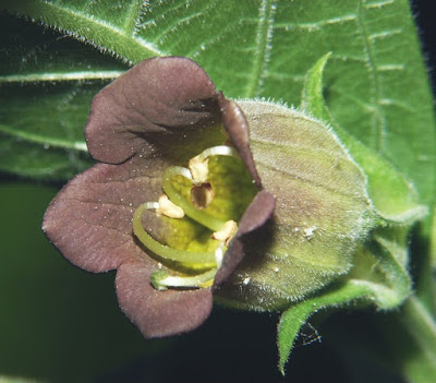 Tanaman Belladonna - Sekitar Dunia Unik