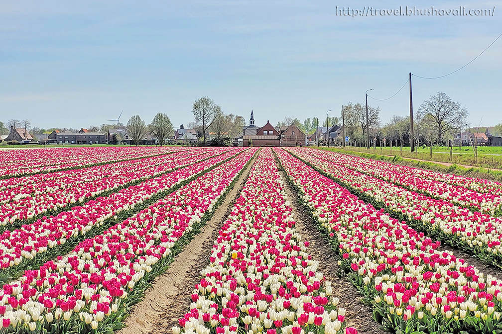 Tulips - Fields, Farms & Gardens in Belgium - An ultimate travel