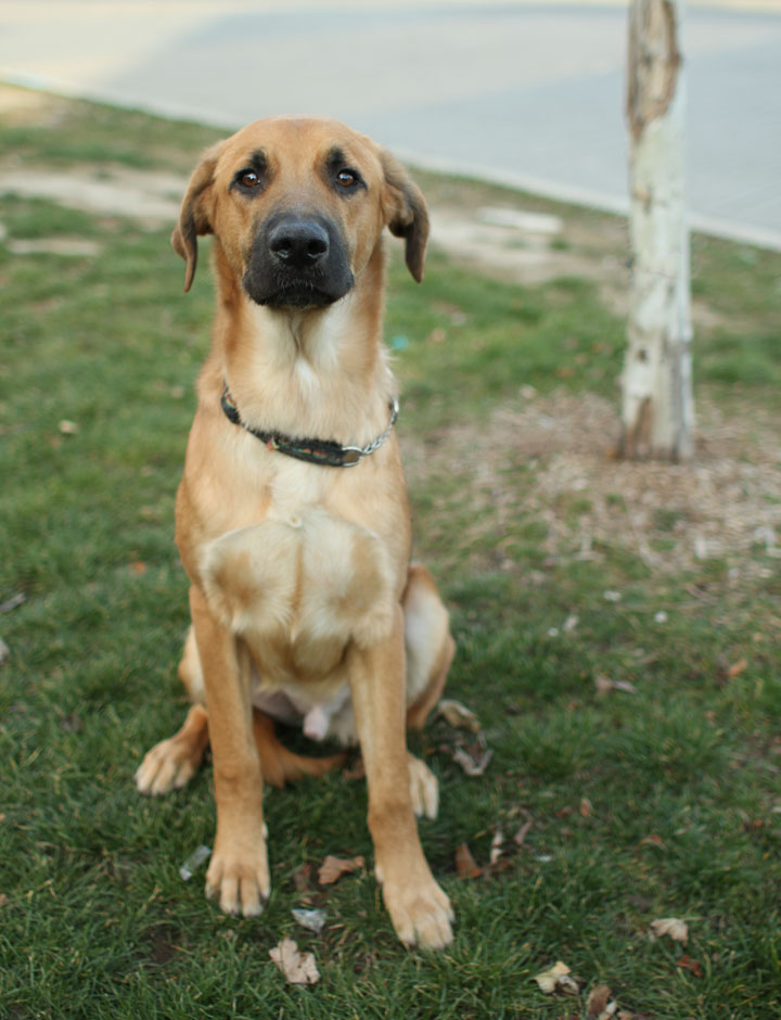 Cute Puppy Dogs: Cute german shepherd mix puppies