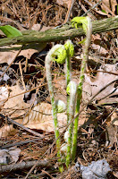 Cinnamon fern fiddleheads