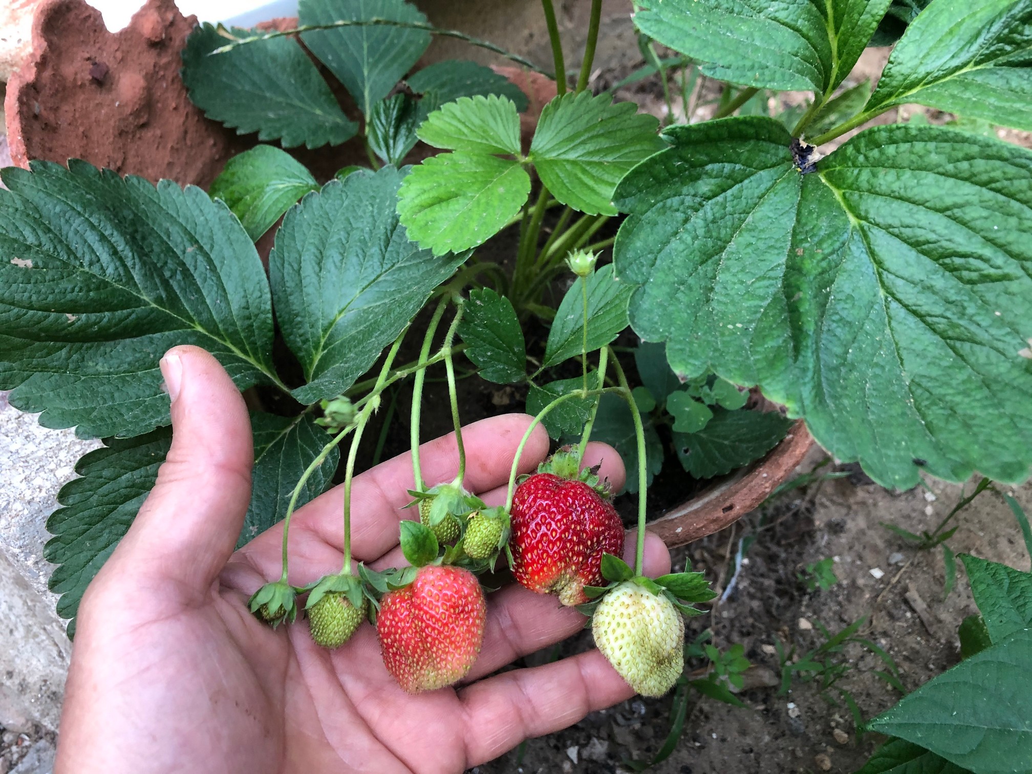 Nothing is more pleasing to the eye than the sight of plump, ruby red strawberries resting within a bushel of dark green leaves.