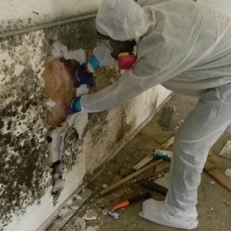 Mold Removal Company in Lake Orion