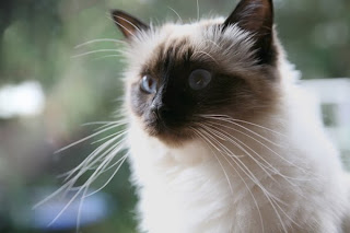 birman cat breeders info pets kittens animal domestic