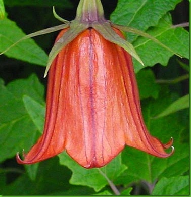 Canary Island Bellflower