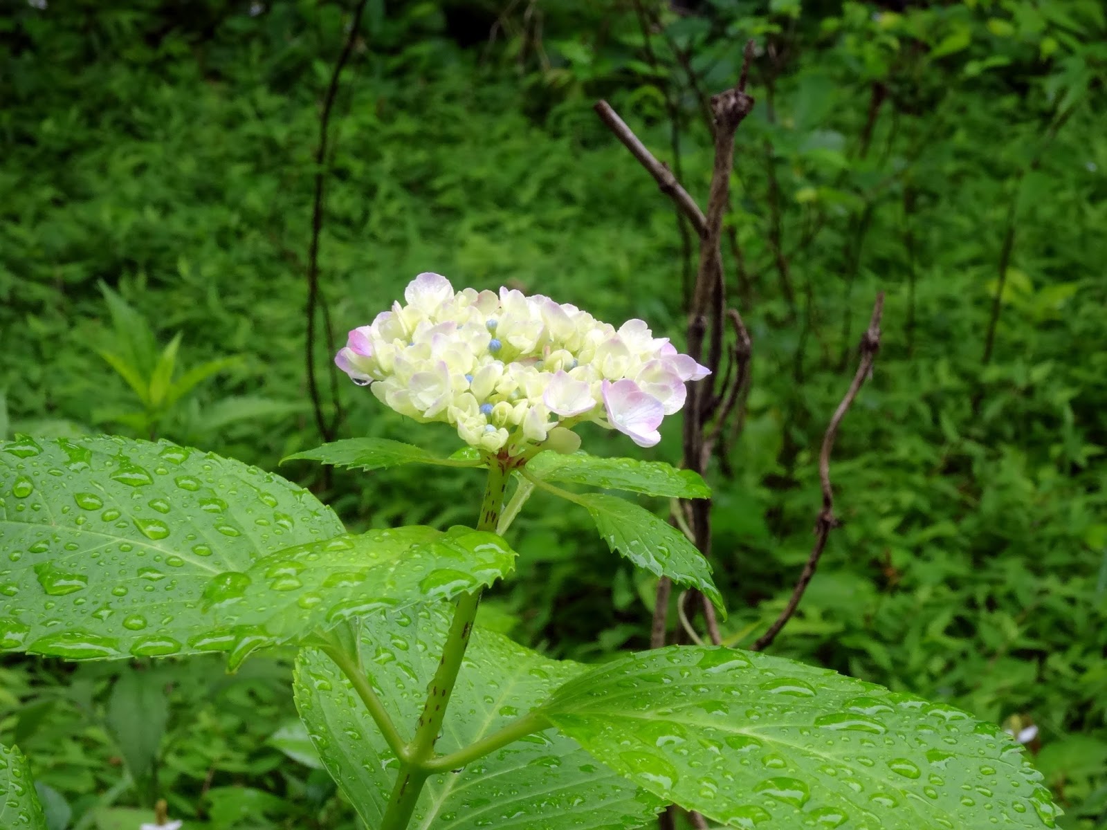 ふり フォトフォト 著作権フリー無料画像 アジサイ 紫陽花 水滴 梅雨 花 明治神宮 著作権フリー無料画像 Free Stock Photos