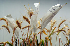 http://cjonline.com/life/arts-entertainment/2015-02-14/k-state-researchers-develop-transgenic-heat-tolerant-wheat