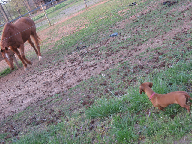 Tammy, miniature dachshund, dog, horse