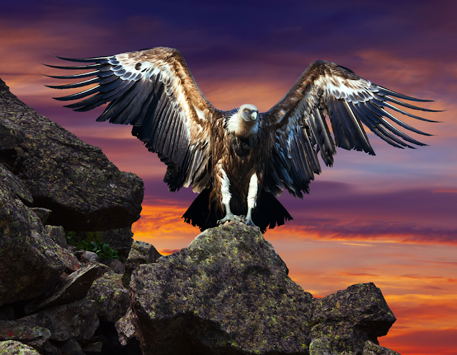 condor sitting on stone against sunset sky background