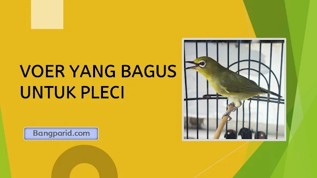 VOER YANG BAGUS UNTUK PLECI