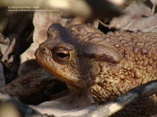 Bufo (Bufo) bufo DSC101496