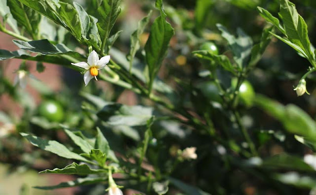 Solanum Pseudocapsicum