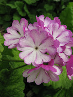  Primula siboldii примула Зибольда 