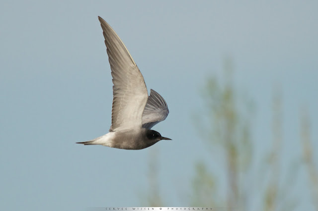 Zwarte Stern - Black Tern - Chlidonias niger 