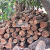 Jual Beli Kayu WALIKUKUN 