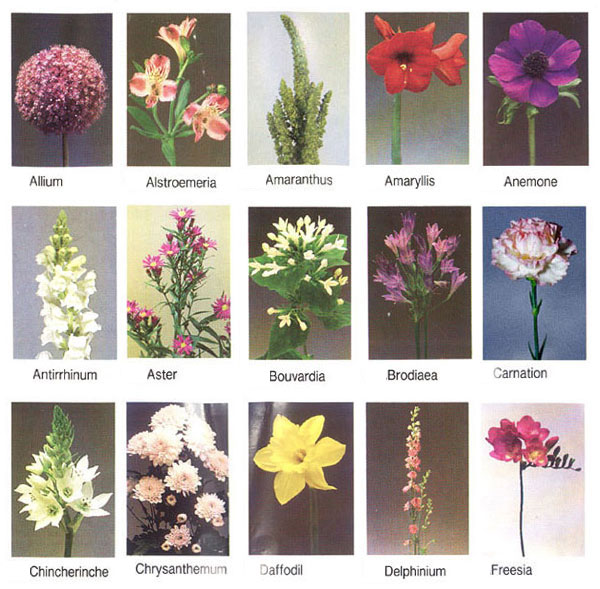 types of flowers video Names of All Different Types of Flowers | 600 x 589