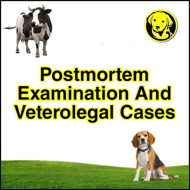 Free Download Postmortem Examination And Veterolegal Cases Full Pdf