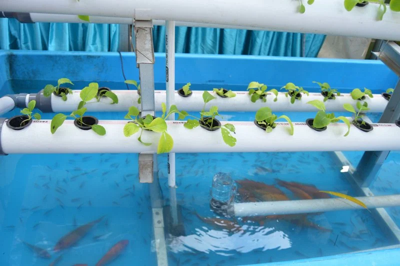 Aquaponics System