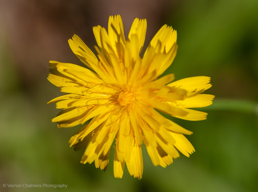 Wild flowers with Canon EOS 6D / EF 70-300mm lens and Extension Tube