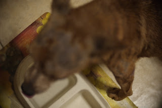 Dog afflicted with mange mites.