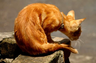 Image of a Macanese quasi-feral cat, poised; at attention.