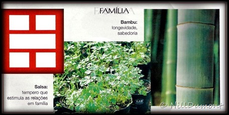 O-baguá-e-as-plantas-02