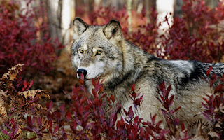 wolf pictures | wolf wallpapers