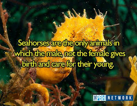 10 Amazing facts about ocean animals, amazing animals facts, ocean animal facts, seahorse fact