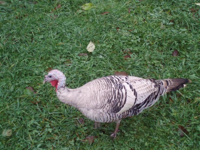 MUKEISH FARM aYaM BeLAnDa 