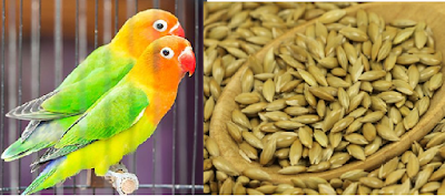 manfaat canary seed untuk lovebird